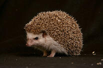 Hedgehog Concept